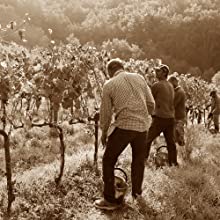 Chianti territorio toscano per la produzione dei salumi della macelleria Falorni