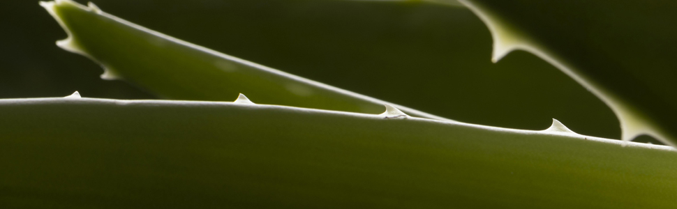 aloe vera, succo aloe vera, succo puro aloe vera, aloe vera da bere, aloe da bere, integratore aloe