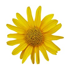 Arnica Montana