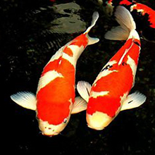 Koi