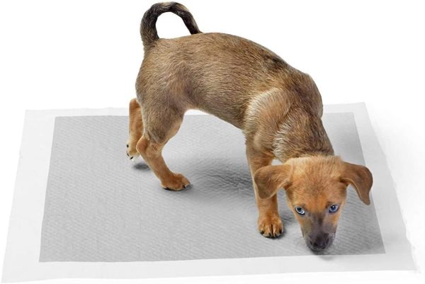 Amazon Basics - Tappetini igienici con carbone attivo per l'addestramento di cagnolini e altri animali domestici, misura standard, 80 pezzi - immagine 6