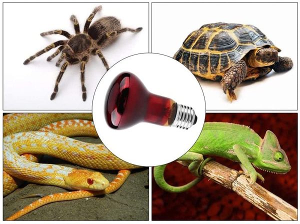 ANCLLO 2pcs Reptile Heating Bulbs, Durable Infrared Heat Lamp Warming Light (25W) - immagine 5