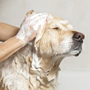 shampoo per cani