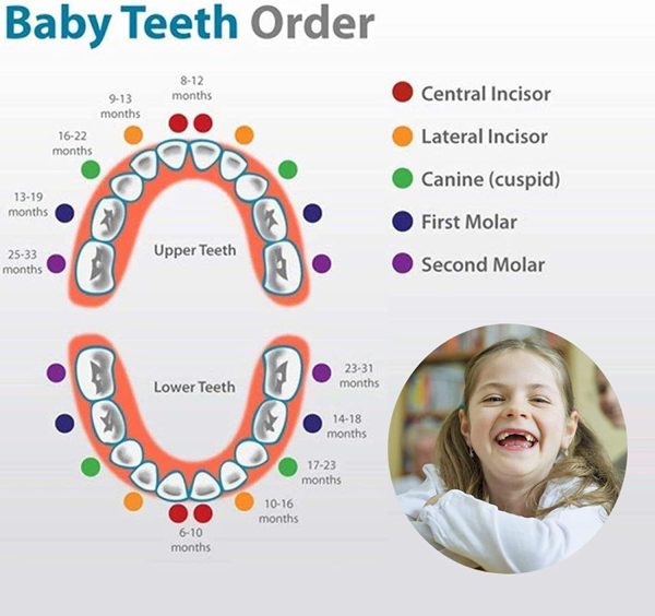 GeekerChip Scatola per Denti da Latte[Ragazza],Realizzata a Mano in Legno Durevole Denti Box Decidui Salva Ricordi di Ragazza[Versione Italiana] - immagine 2