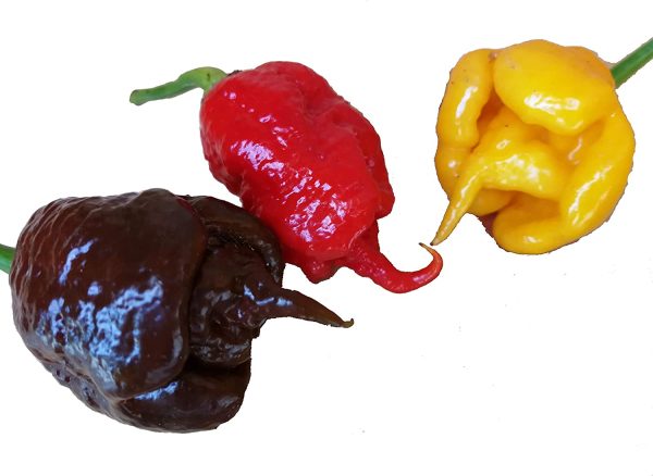 30 SEMI DI PEPERONCINO CAROLINA REAPER RED CHOCOLATE E YELLOW GUINNESS WORLD RECORD COME PIU' PICCANTE AL MONDO - immagine 4