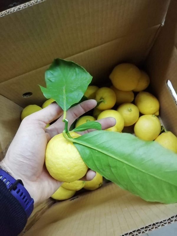 9 kg - Confezione mista di AGRUMI CALABRESI - n trattati e garantiti buccia edibile - Prodotti in Calabria - Giardino Digitale - (Arance e Limoni, 9) - immagine 2