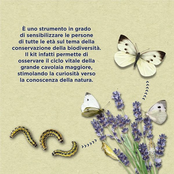 ButterflyKit, Il Kit per Allevare in Casa le farfalle di Cavolaia Maggiore - Esperimento educativo, Kit educativi scientifici Bambini, Idee Regalo Bambino Bambina, Compleanno, Idea Regalo Ragazza - immagine 3