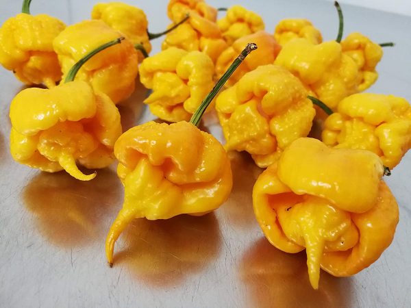 30 SEMI DI PEPERONCINO CAROLINA REAPER RED CHOCOLATE E YELLOW GUINNESS WORLD RECORD COME PIU' PICCANTE AL MONDO - immagine 2