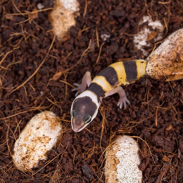 2 x 650g di Fibra di Cocco rettili substrato Biancheria da Letto per Humus terrario di Cocco - immagine 3