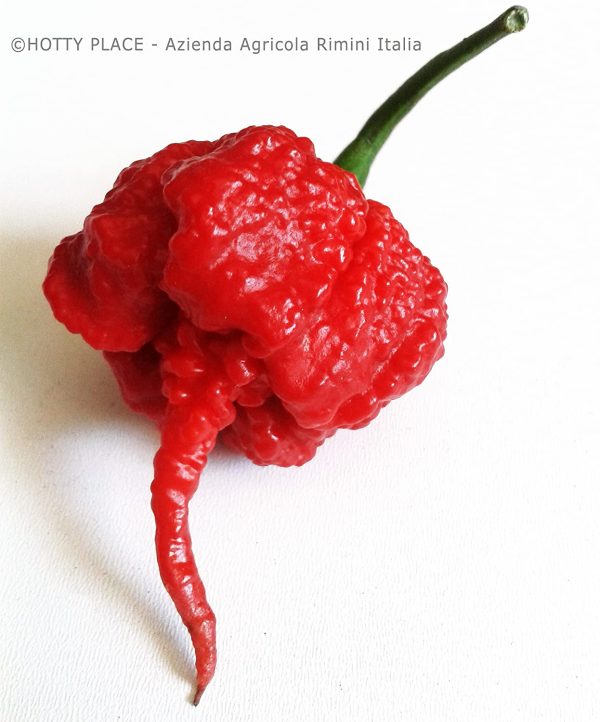 PICCANTESIMO Olio con CAROLINA REAPER - Piccante ESTREMO - Olio Extravergine Oliva al Peperoncino 1?? Guinness World Record Vaso Vetro 30ml - immagine 7