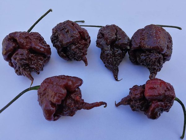 30 SEMI DI PEPERONCINO CAROLINA REAPER RED CHOCOLATE E YELLOW GUINNESS WORLD RECORD COME PIU' PICCANTE AL MONDO - immagine 3