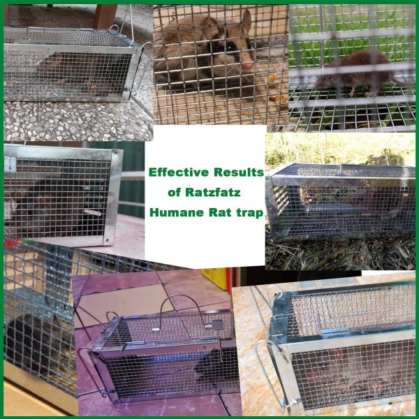 RatzFatz Gabbia Trappola in Metallo per Catturare Animali Vivi di Piccola Taglia Come Ratti Topi o Altri Animali Simili - Argento - immagine 3