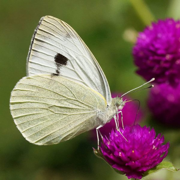 ButterflyKit, Il Kit per Allevare in Casa le farfalle di Cavolaia Maggiore - Esperimento educativo, Kit educativi scientifici Bambini, Idee Regalo Bambino Bambina, Compleanno, Idea Regalo Ragazza - immagine 5