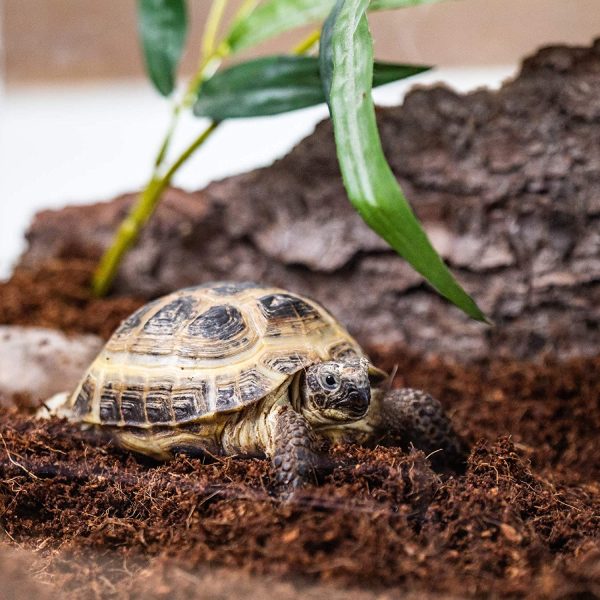 2 x 650g di Fibra di Cocco rettili substrato Biancheria da Letto per Humus terrario di Cocco