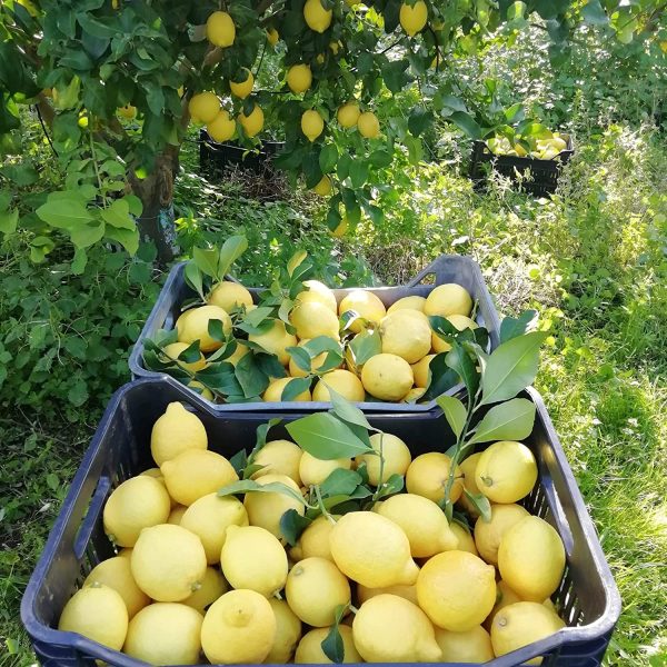 9 kg - Confezione mista di AGRUMI CALABRESI - n trattati e garantiti buccia edibile - Prodotti in Calabria - Giardino Digitale - (Arance e Limoni, 9) - immagine 5