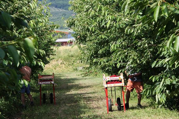 Azienda Agricola Prunotto Mariangela - Ciliegie Sciroppate Magnum g 4440 - immagine 4