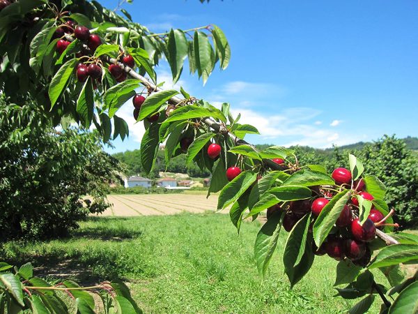 Azienda Agricola Prunotto Mariangela - Ciliegie Sciroppate Magnum g 4440