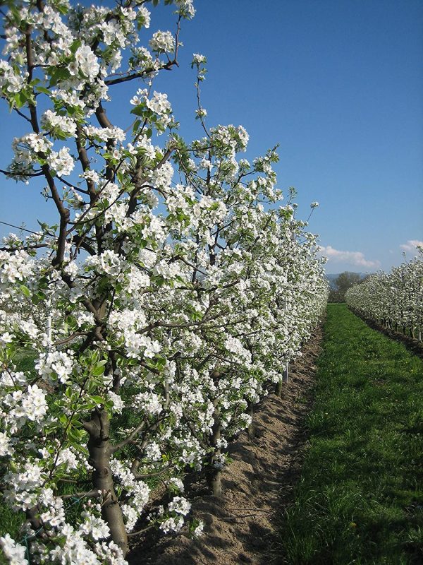 Azienda Agricola Prunotto Mariangela - Ciliegie Sciroppate Magnum g 4440 - immagine 3