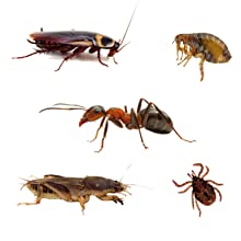 formiche e scarafaggi ingestione e per contatto su tutti gli stadi larvali e sugli insetti adulti.