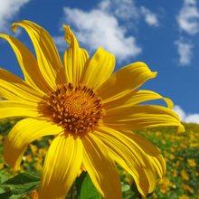 arnica montana