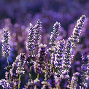 Lavanda, olio essenziale, profumo, aromaterapia, naturale, puro, naturalit??