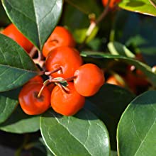 Gaultheria