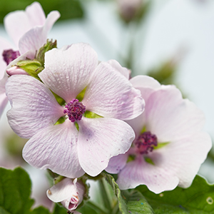 malva bianca