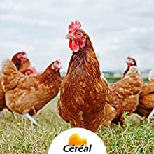 galline, uova all'aria aperta, ingredienti naturali, dalla natura, prodotti senza lievito