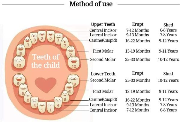 Dentini da Latte Salva Box per Bambini(italiano), Scatola Porta Dentini da Latte, Bambini in legno ricordo regalo, Accumulazione dei denti (Ragazza) - immagine 3